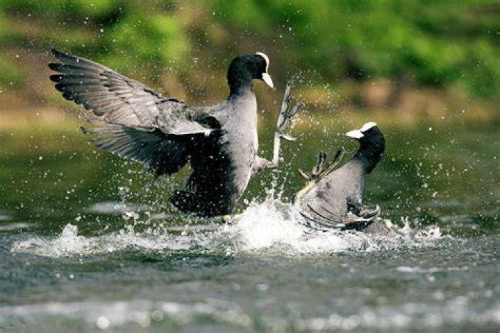 Are birds fighting or mating?