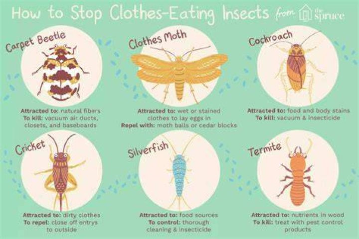 Are bugs eating my clothes?