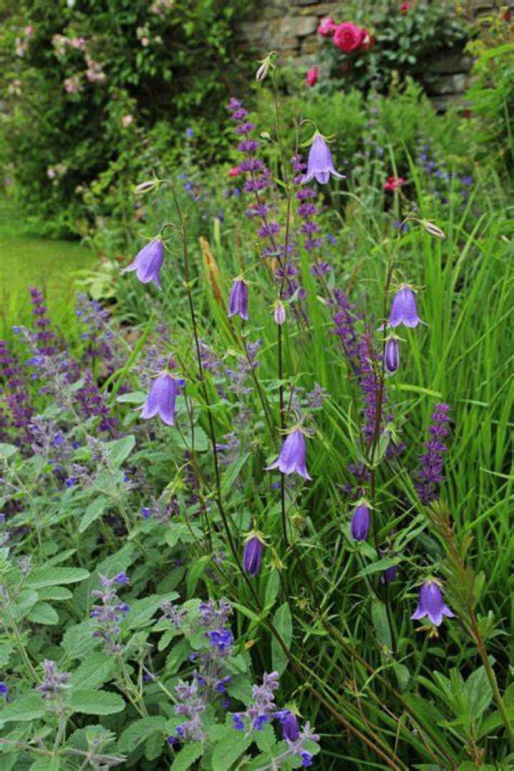 Are Campanula deer resistant?