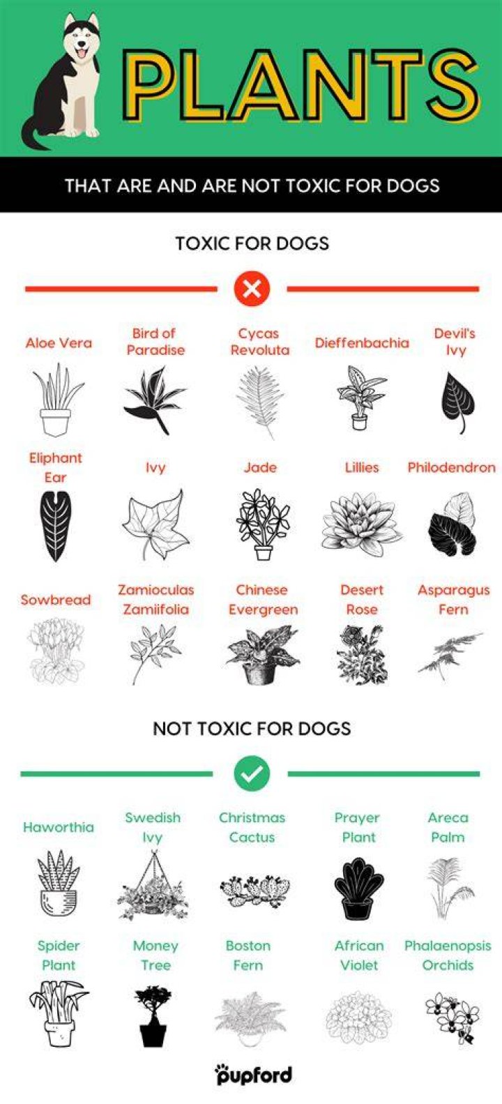 Are corn plants bad for dogs?