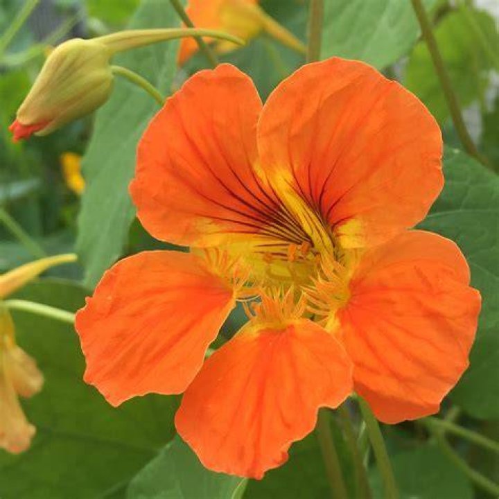 Are orange flowers edible?