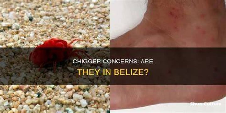 Are there chiggers in Hawaii?