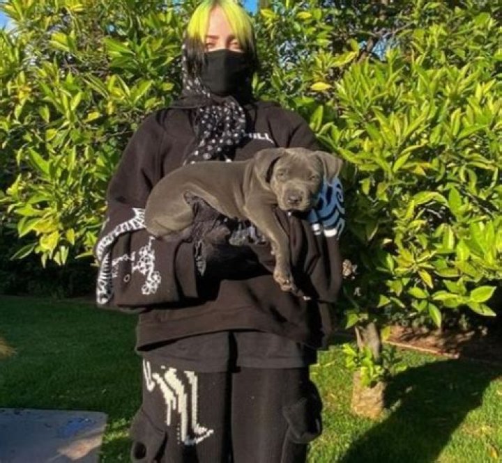 Billie Eilish adopted foster pitbull named Shark