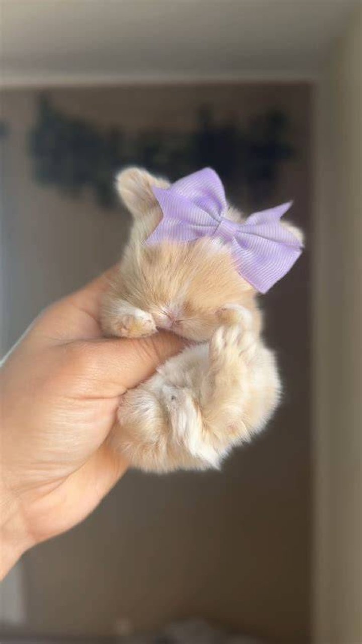 Bunny Instagram