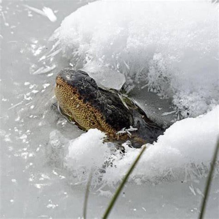 Can an alligator survive winter?