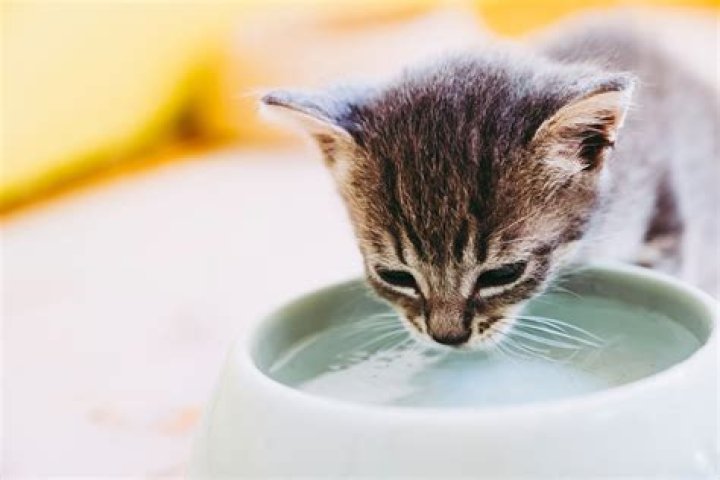 Can kitten drink water?
