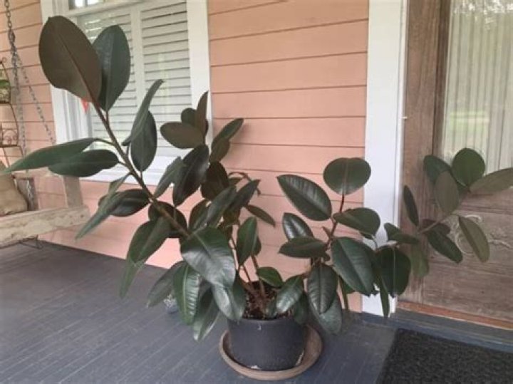 Can rubber plant live outside?