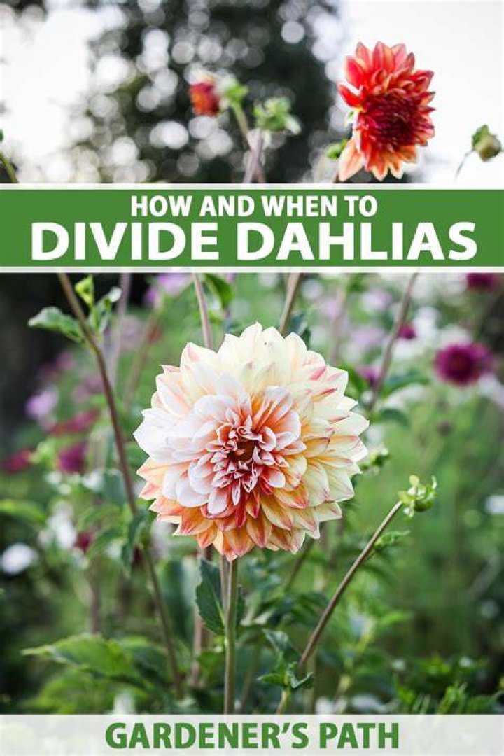 Can you divide dahlias in spring?