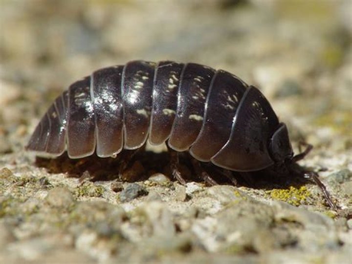 Can you eat roly polys?