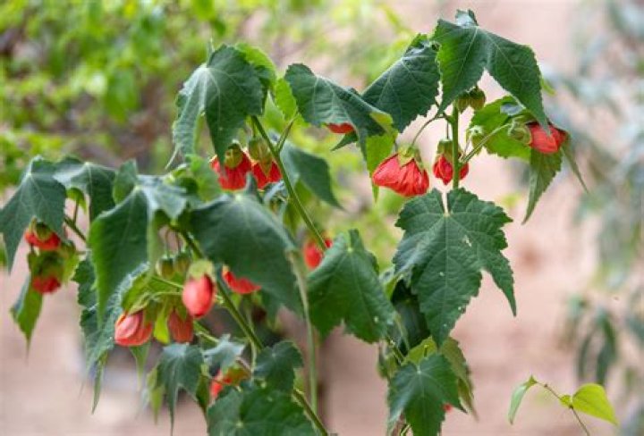 Can you grow Abutilon from seed?