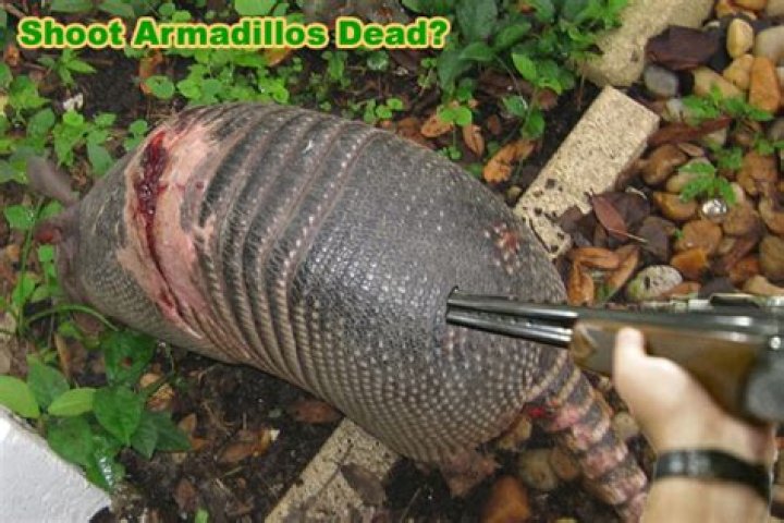 Can you kill an armadillo with a 22?