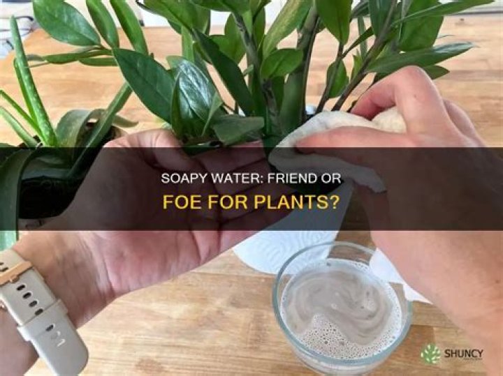 Can You Use soapy water on plants?