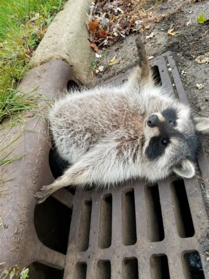 chubby raccoon stuck