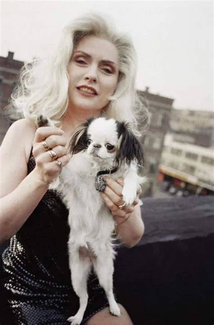 Debbie Harry Pets