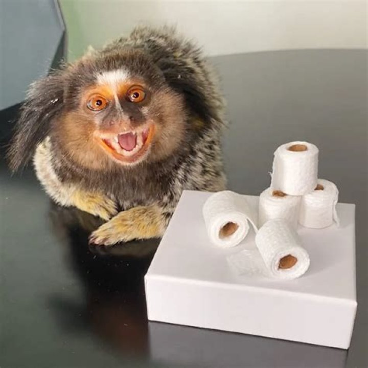 Diddy and Yeti Kong2