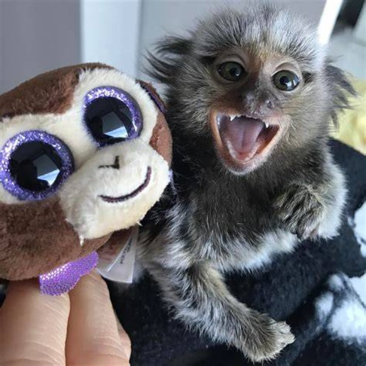 Diddy and Yeti Kong5