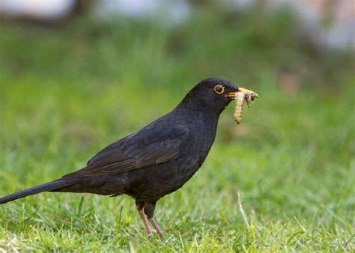 Do birds eat chafer grubs?