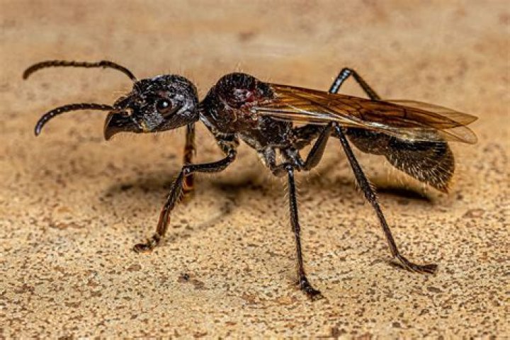 Do bullet ants have wings?