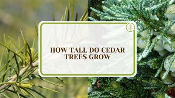 Do cedar trees grow in Arizona?