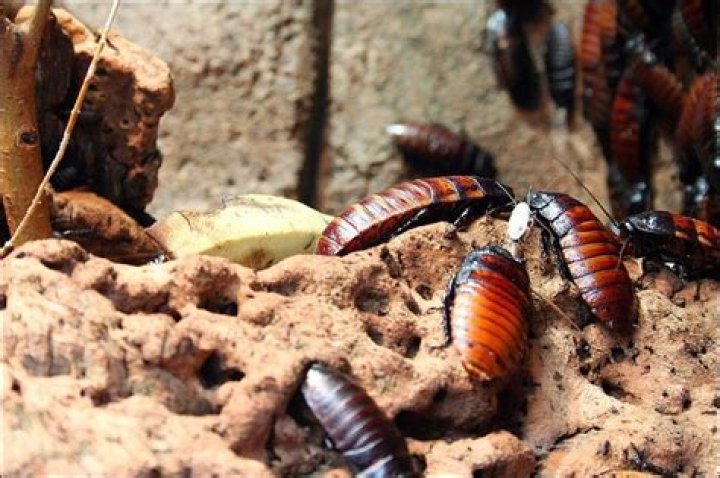 Do cockroaches have nests?
