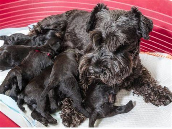 Do dogs become aggressive when pregnant?