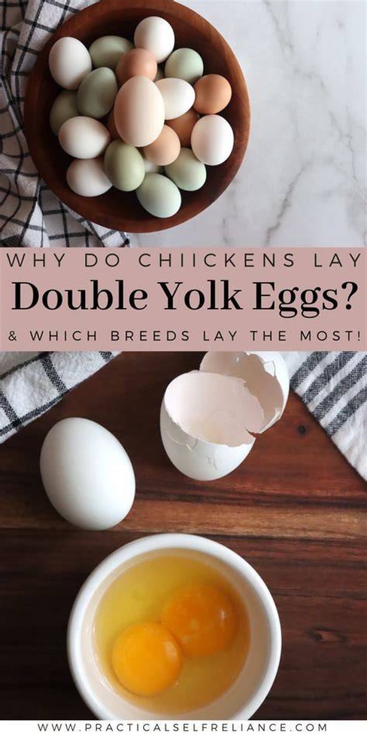 Do double yolk eggs make twins?