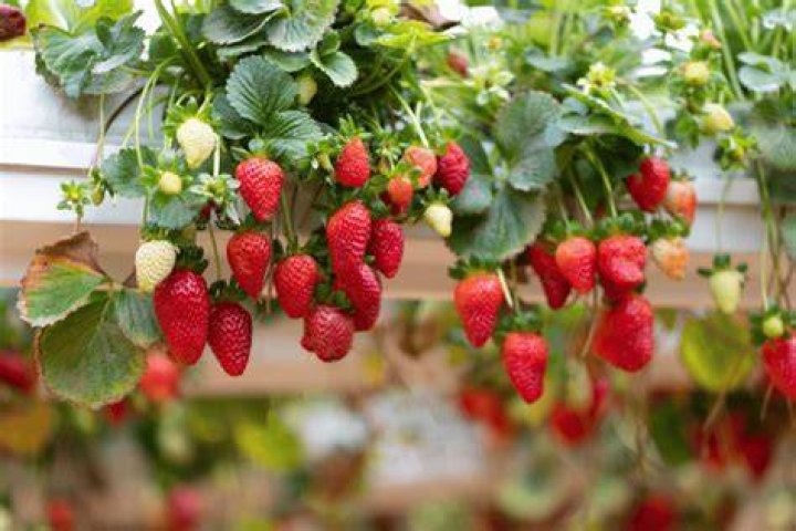 Do strawberries need to climb?