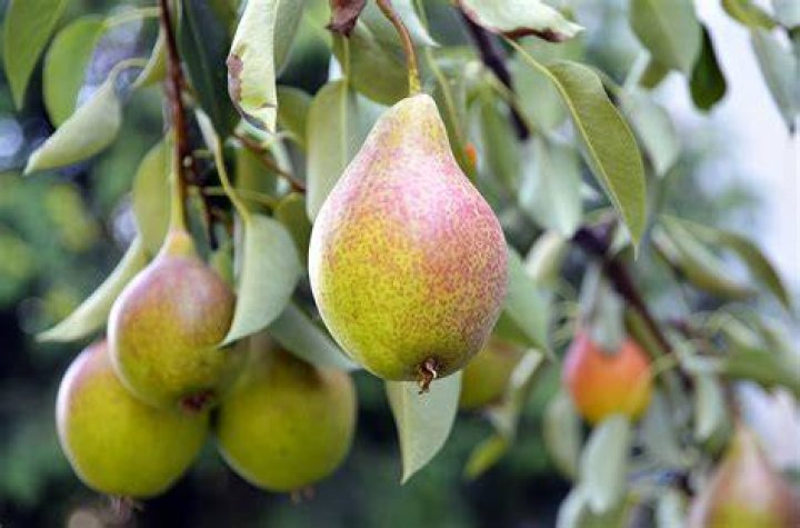 Does a Cleveland Pear tree bear fruit?