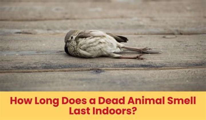 Does a dead bird smell?