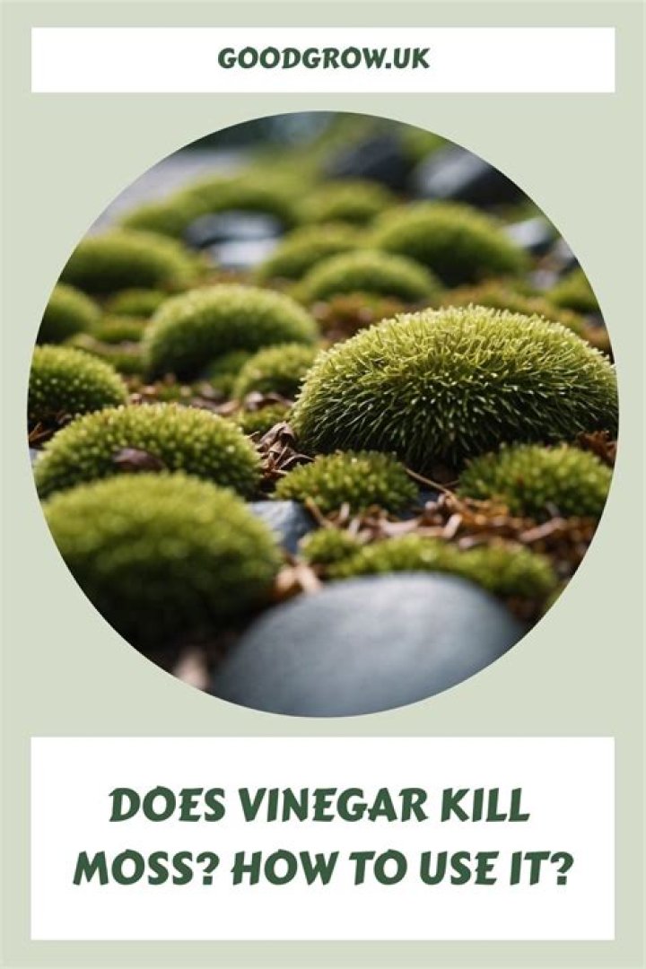 Does jomax kill moss?