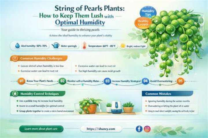 Does string of pearls like humidity?