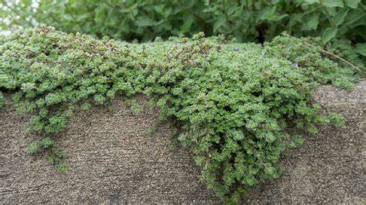 Does wooly thyme spread?