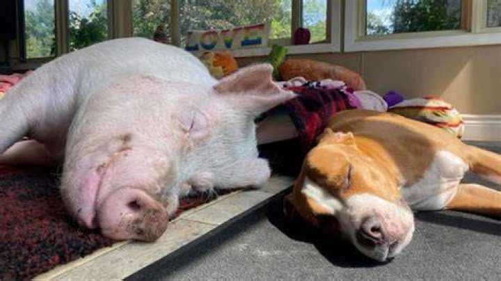 Esther The Wonder Pig - sleeping cupcakes