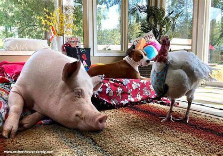 Esther The Wonder Pig with The Dogs