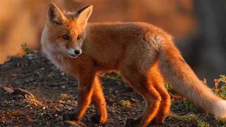 FOX's Fall Eco-Casino Party