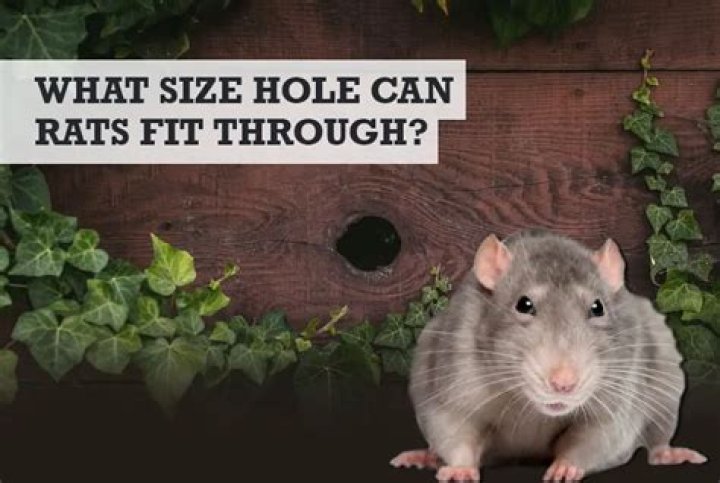 How big a hole can a rat get through?