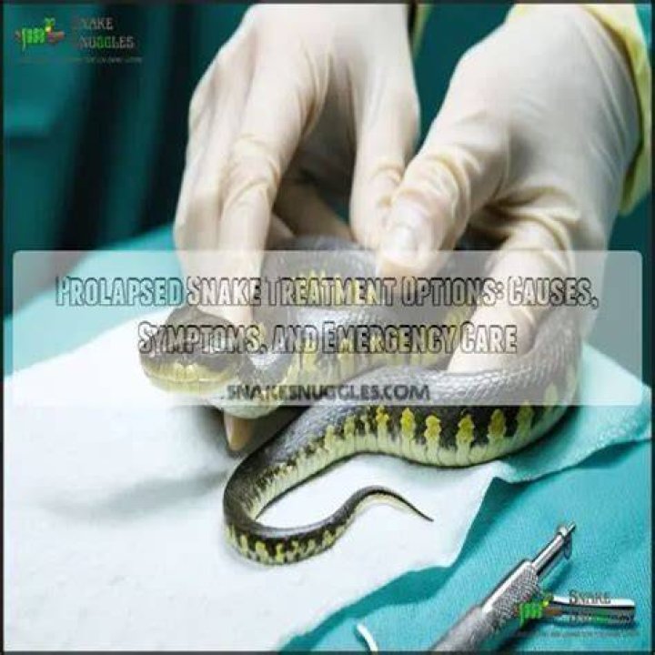 How can I help my prolapsed snake?