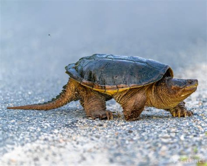 How common are snapping turtle bites?