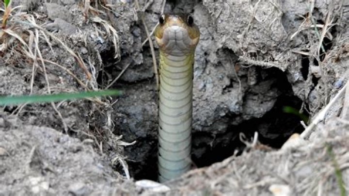 How deep do snakes dig?