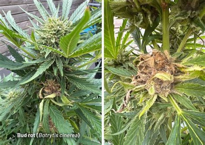 How do you fix bud rot?