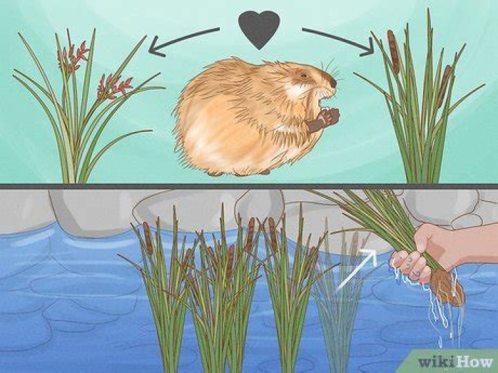 How do you keep muskrats away?