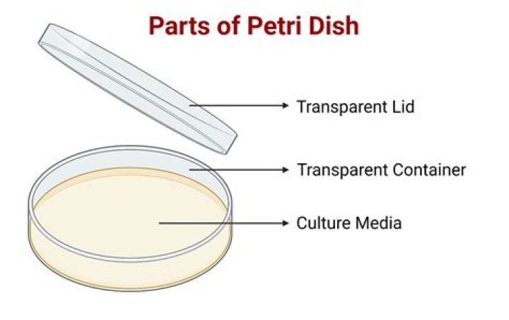How do you label a petri dish?