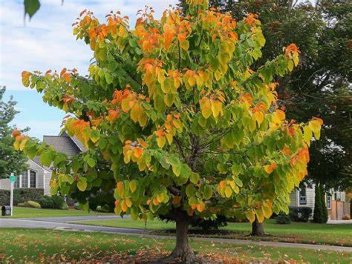 How do you prune an overgrown redbud tree?