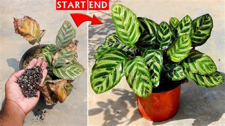 How do you save a dying Calathea plant?