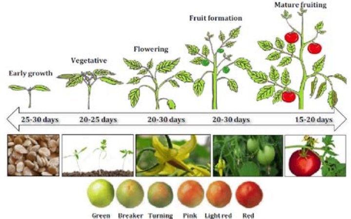 How long after flowering do tomatoes grow?