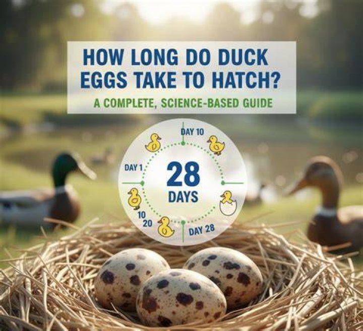 How long do call duck eggs take to hatch?