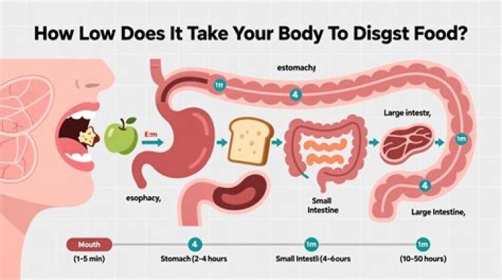 How long do Oats take to digest?