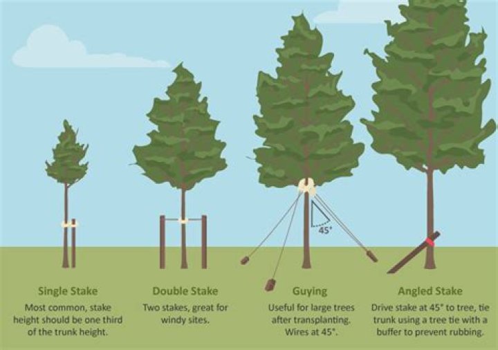 How long should you leave Tree stakes in?