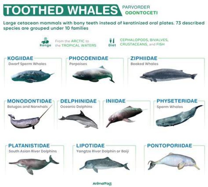 How many teeth do toothed whales have?