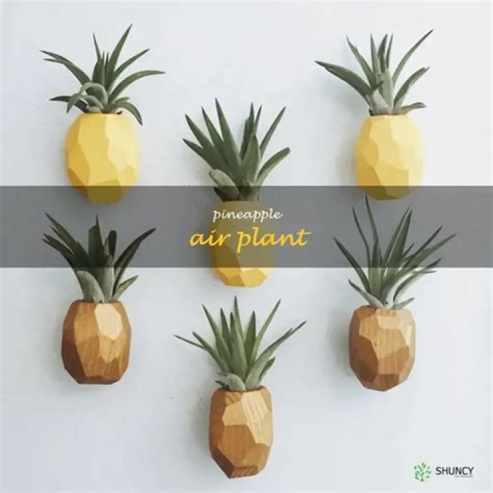 Is a pineapple an air plant?